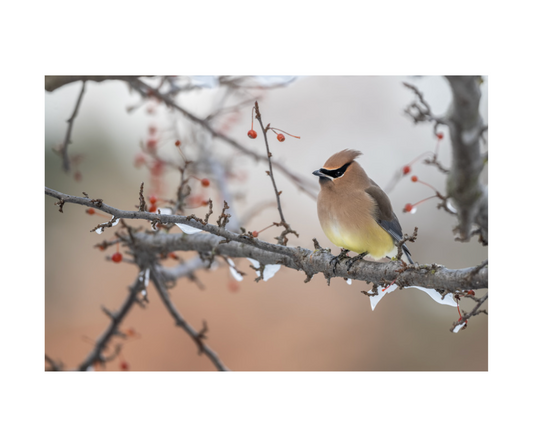 Origin of the Waxwing Symbol