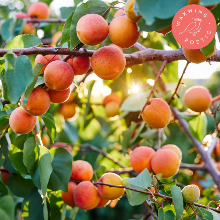 Apricot Grove | Coconut Apricot Wax Candle