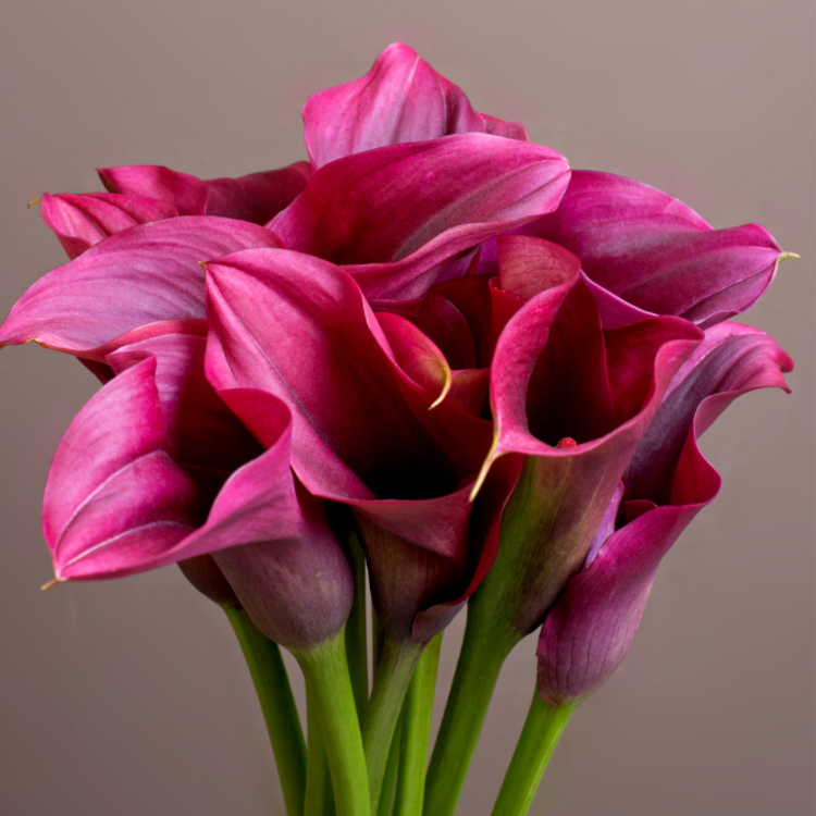 Calla Lily | Coconut Apricot Wax Candle