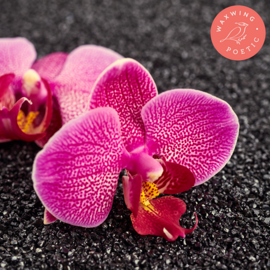 Sea Salt + Orchid | Coconut Wax Melt