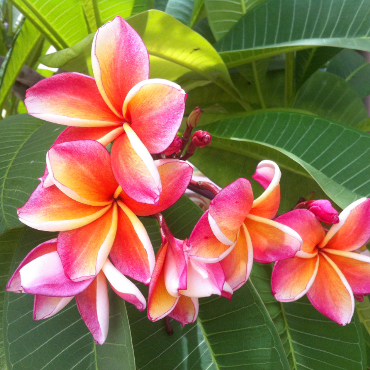 Seaside Plumeria | Coconut Apricot Wax Candle