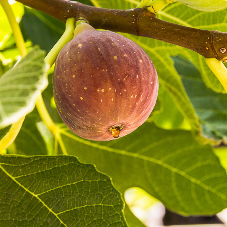 Fig Tree | Premium Reed Diffuser