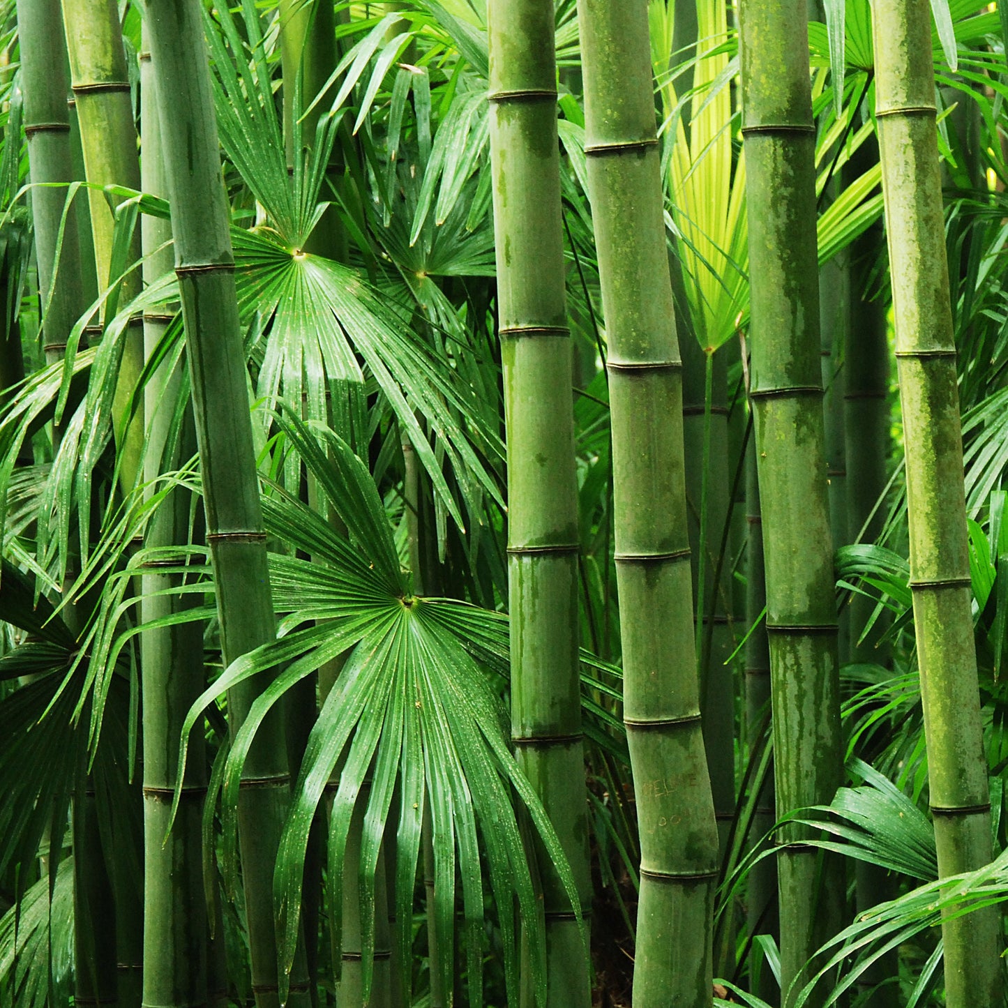 Bamboo Grove | Coconut Wax Melt